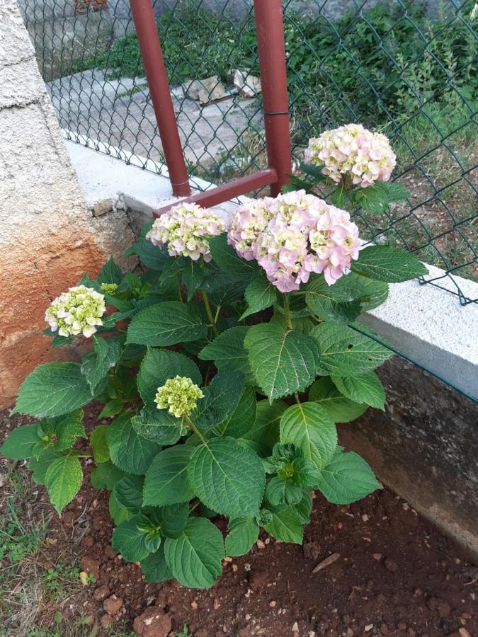 Apartment Jardin With Free Cowered Parking زادار المظهر الخارجي الصورة